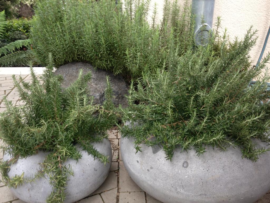 אוסטריך-ווינקל Webergarten חדר תמונה