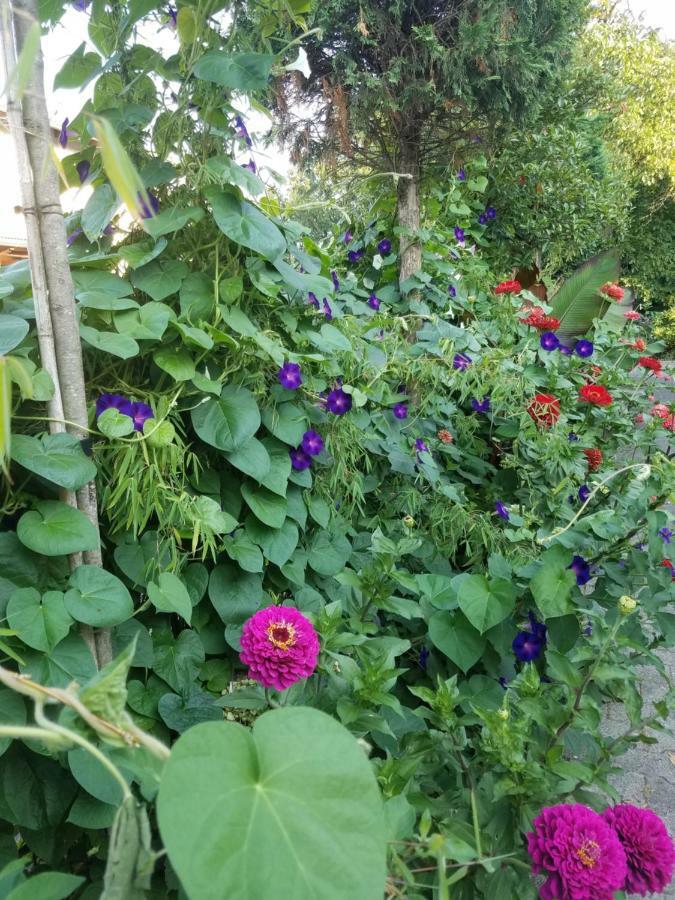 אוסטריך-ווינקל Webergarten מראה חיצוני תמונה